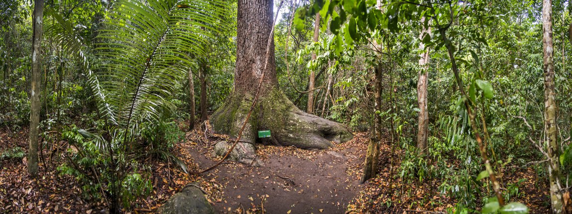 panoramica jequitiba.jpg