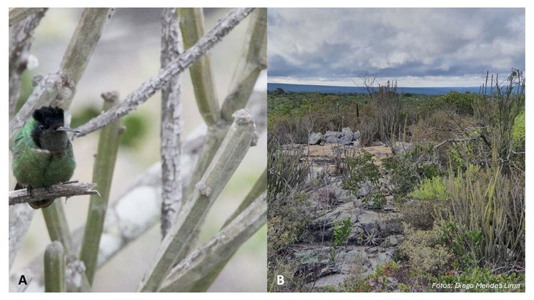 A - Augastes lumachella B - Campo rupestre na APA do Boqueirão da Onça