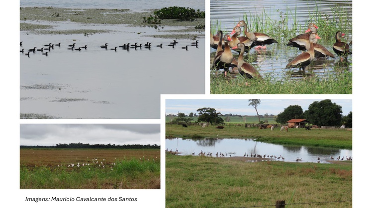 Imagens_aves_aquaticas.jpg