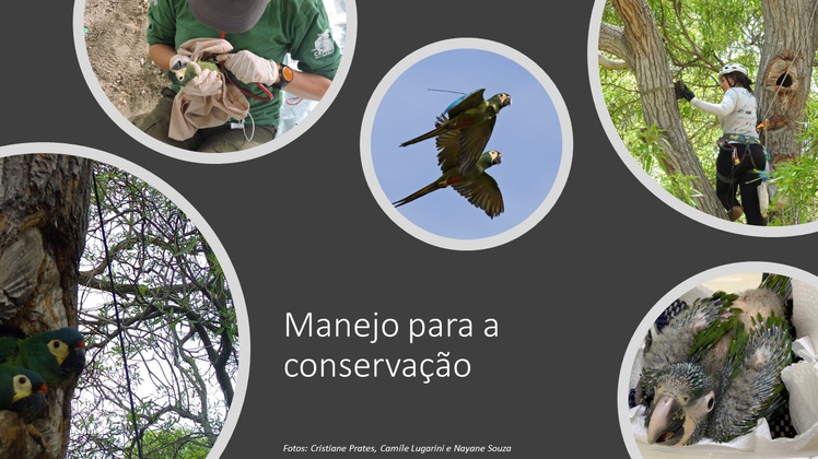 Linha de pesquisa 3 - Manejo para a conservação de espécies ameaçadas