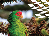 CEMAVE publica 4ª edição do Relatório de Áreas de Concentração de Aves Migratórias no Brasil
