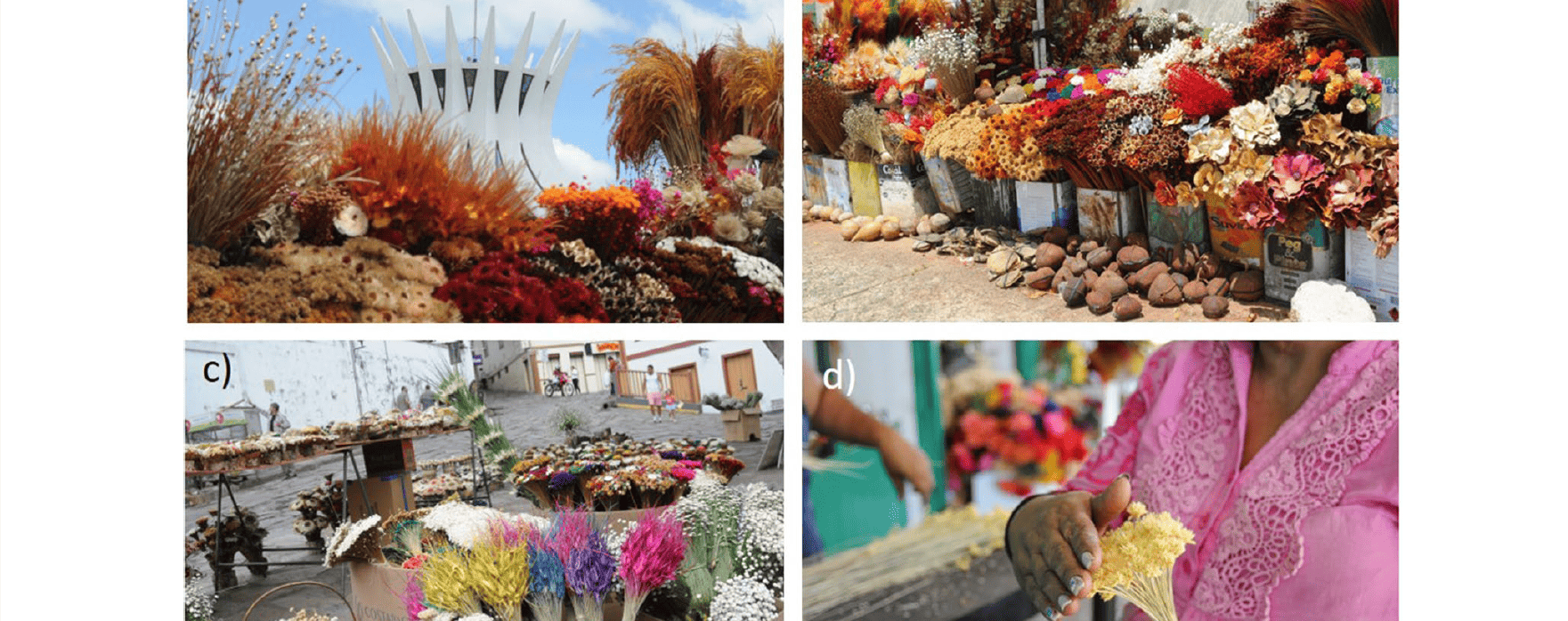 Aspectos econômicos e sociais da cadeia de valor das plantas secas decorativas no Cerrado brasileiro [em inglês]