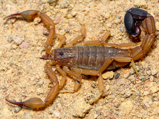 Ischnotelson-guanambiensis-Leonardo-Sousa-Carvalho