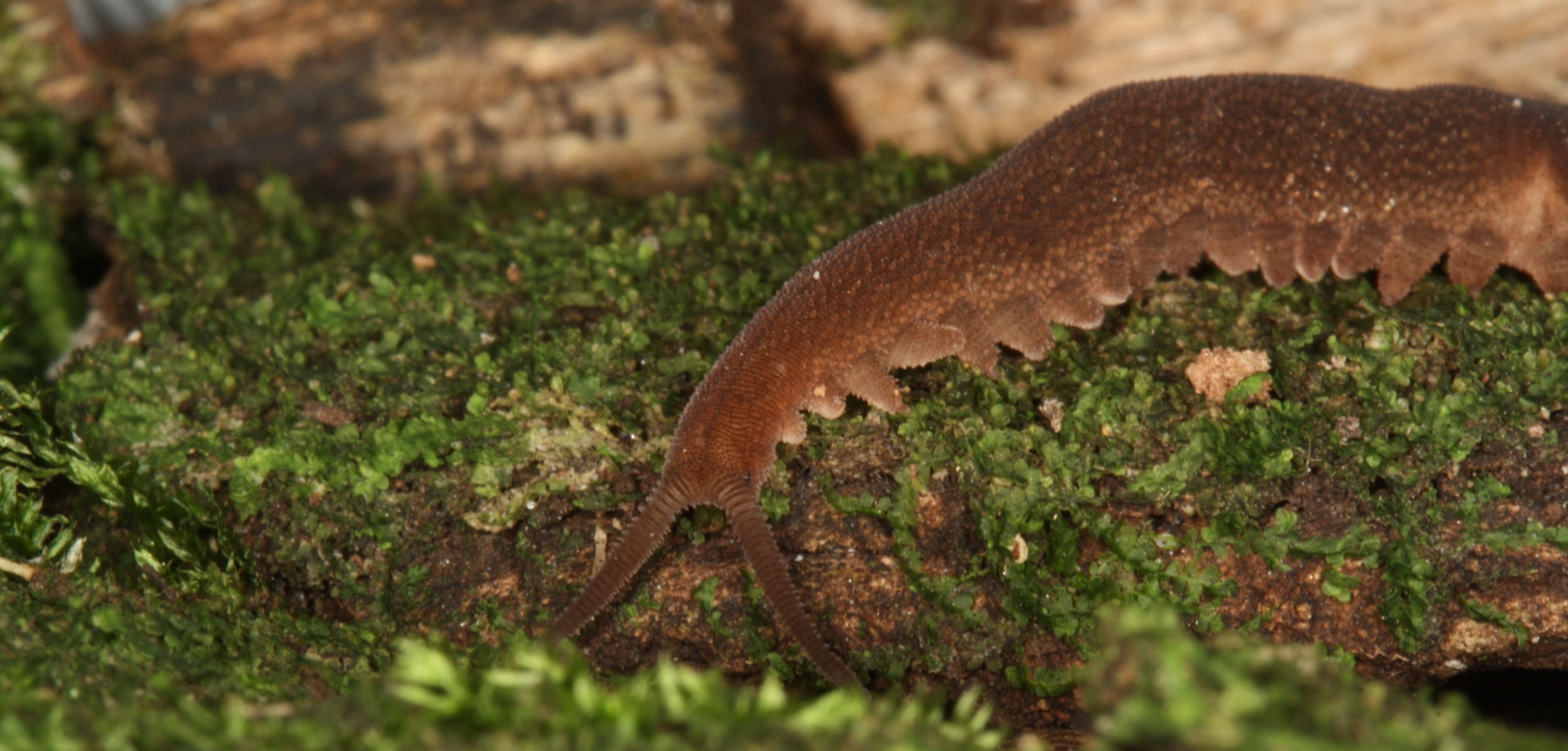 Epiperipatus-cratensis-Cristiano-Sampaio-Costa
