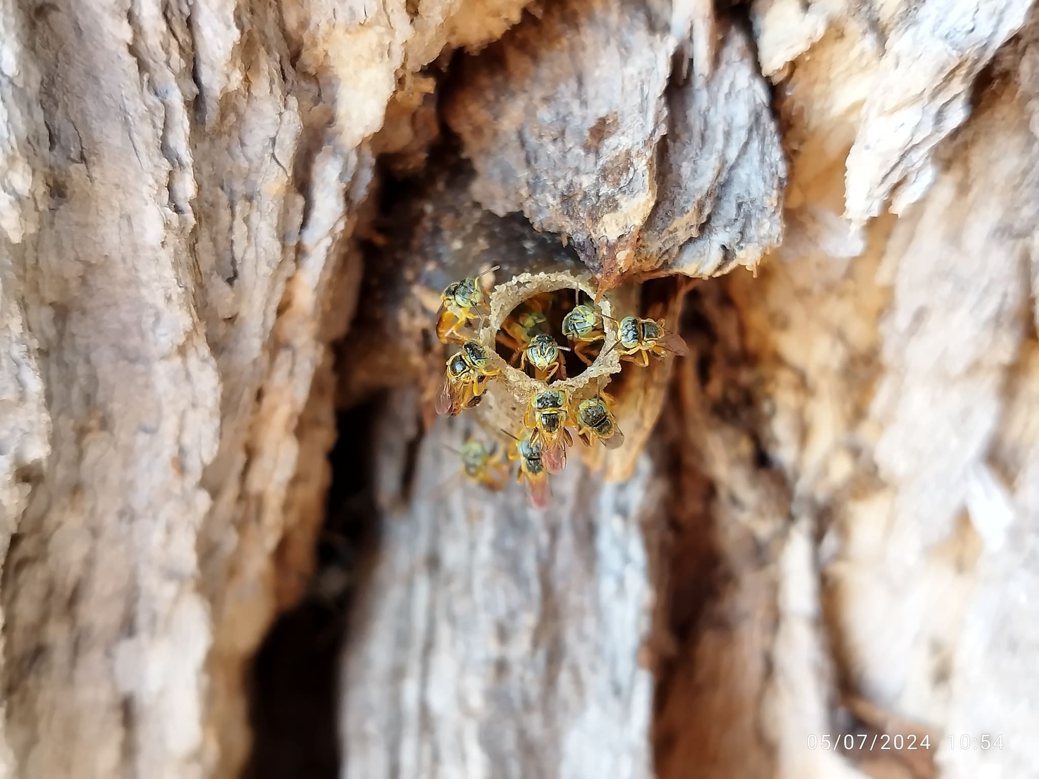 Tetragonisca angustula - Cesar Machado Nunes Teixeira.