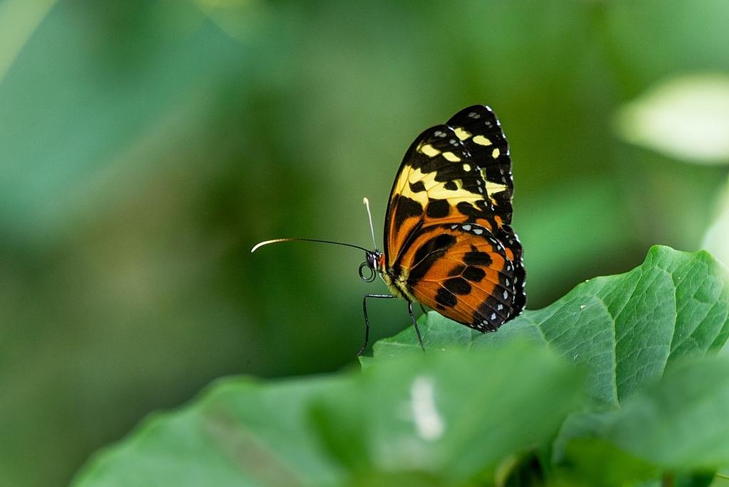 Borboletas (representadas na imagem pela  espécie Tithorea harmonia caissara) são bioindicadores essenciais em áreas de restauração; foto por: Luciano Bernardes.
