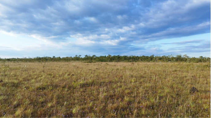 Área Campestre no Parque Nacional dos Campos Amazônicos. Foto: Adarquia Monteiro.