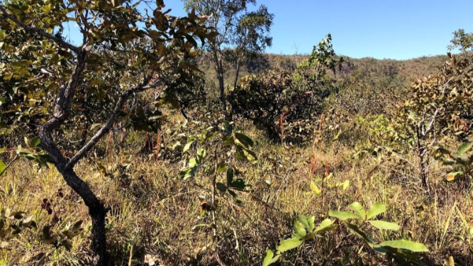 Área Savânica no Parque Nacional da Chapada dos Veadeiros. Foto: Barbara Thompson.