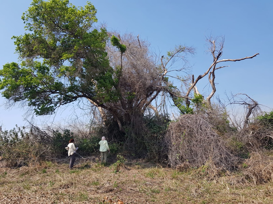 Floresta inundada severamente queimada dominada por trepadeiras. Fonte: Arquivo Projeto Restauração Pantanal.