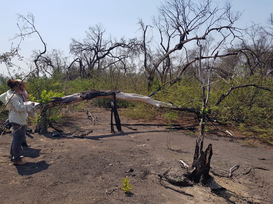Floresta inundada severamente queimada com estrutura florestal e solos severamente perturbados. Fonte: Arquivos Projeto Restauração Pantanal.
