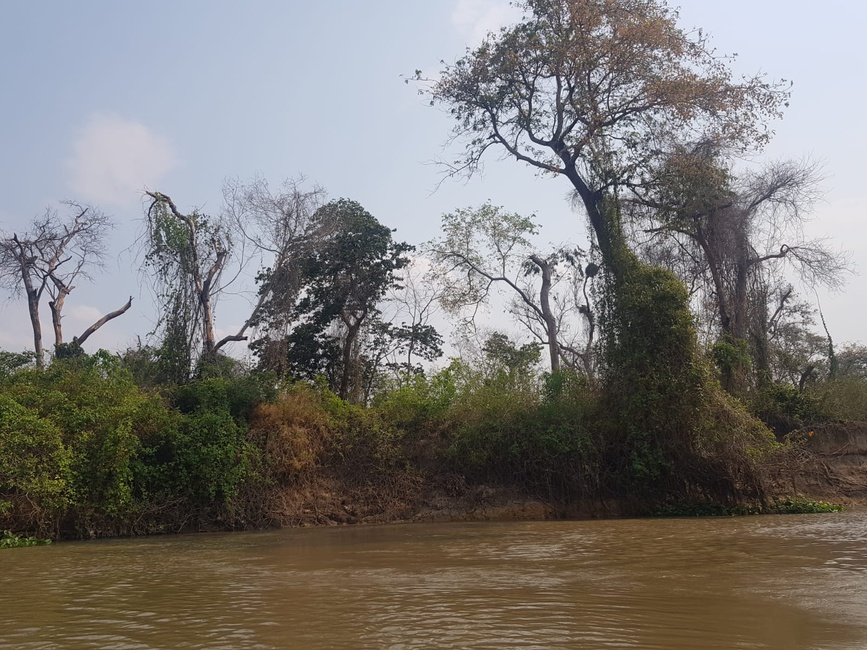 Matas alagadas pré-selecionadas para restauração ecológica no Parque Nacional do Pantanal Matogrossense, após um ano do incêndio de 2020; foto: Suelma Ribeiro.