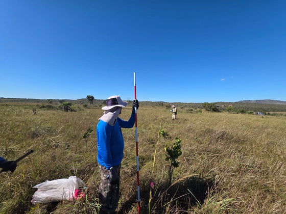 Montagem de parcelas em Campo de Murundu. Foto: Waldeci Ferreira.