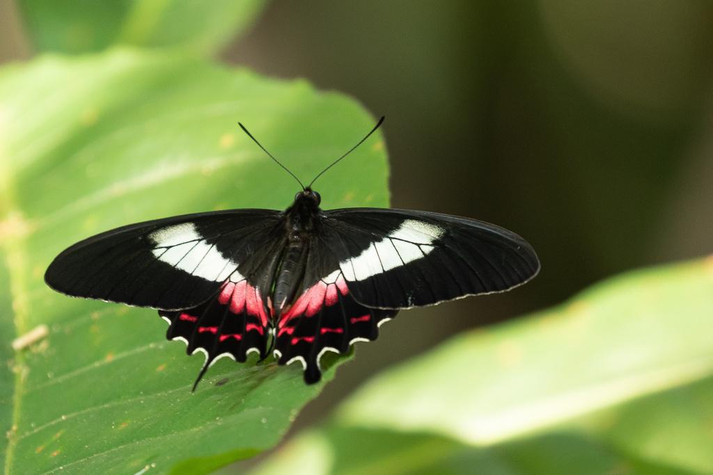 Borboleta (Parides ascanius); foto: Sergio R. Porto.