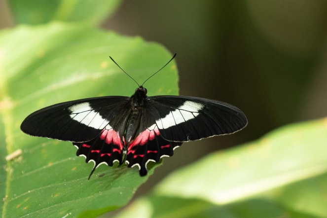 Borboleta (Parides ascanius); foto: Sergio R. Porto.