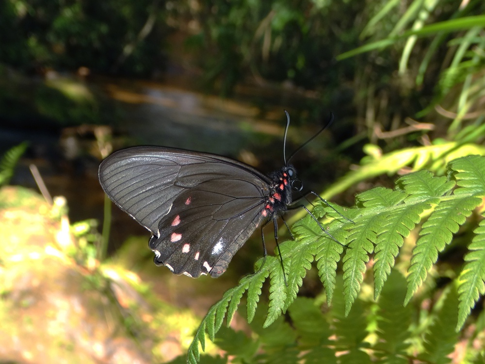 Parides burchellanus - Augusto Rosa