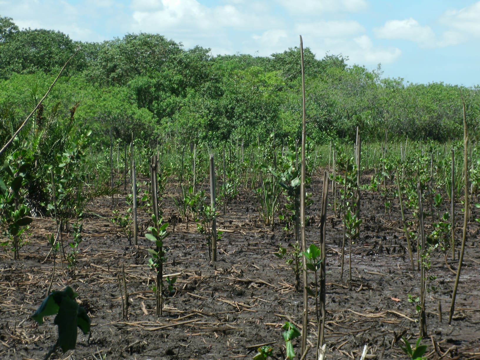 baiagua_depois