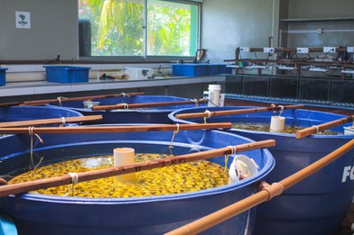 Unidade de Pesquisa do CEPENE/ICMBio.