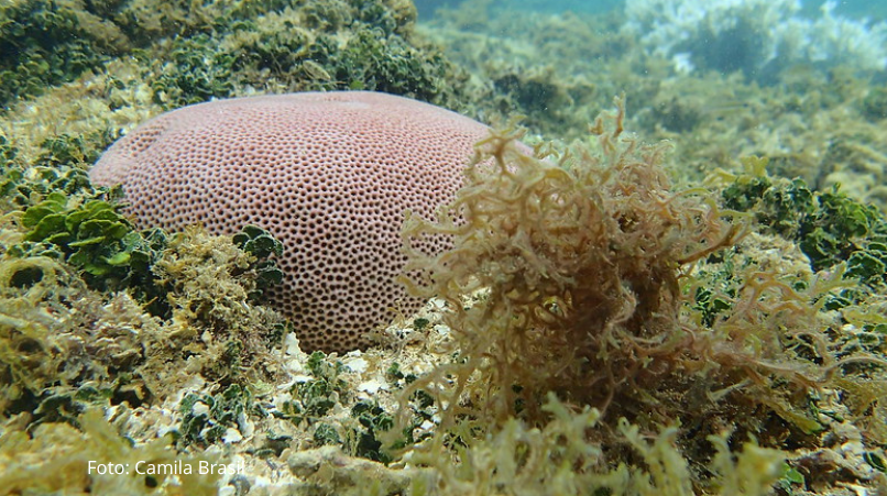 imagem coral