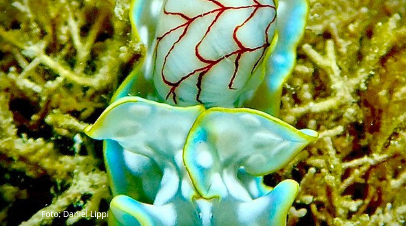 biodiversidade marinha