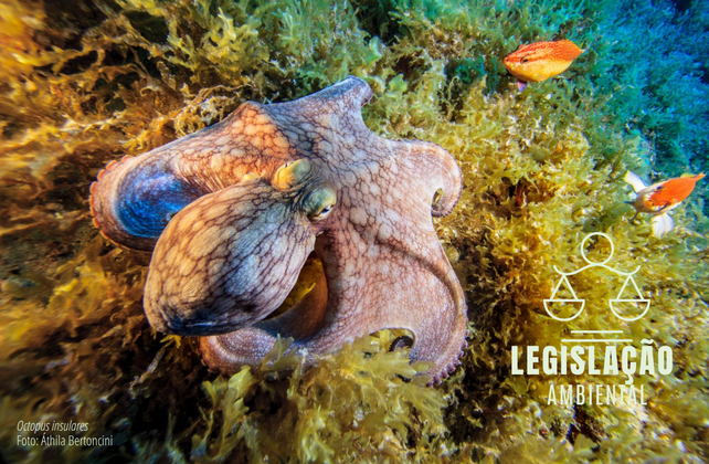 Octopus insulares Foto: Áthila Bertoncini
