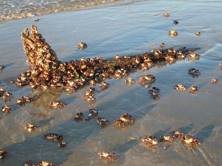 caranguejos 01-02-2008 014.jpg