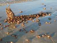 Caranguejos-uçá invadem praias: comportamento raro desafia explicações