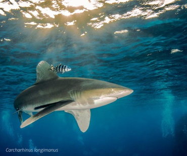 Carcharhinus longimanus