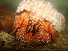 Acervo CEPSUL