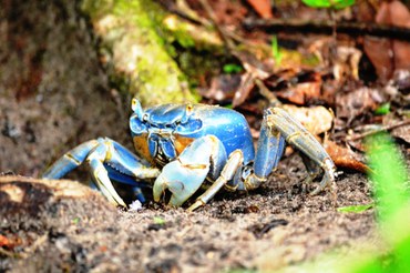 Cardisoma guanhumi (Foto Carlos Venício Cantareli)