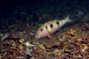 Pseudupeneus maculatus (Macieira, RM)