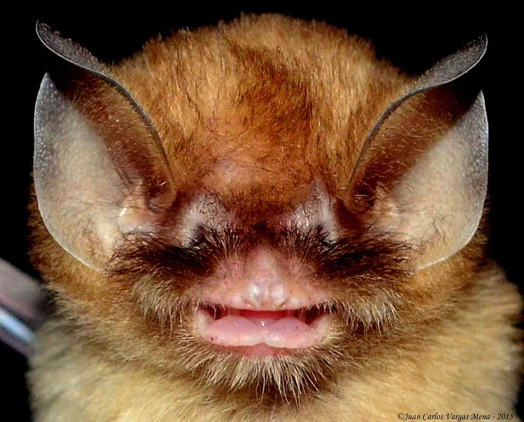 Natalus_macrourus_na_caverna_Boa_em_Felipe_Guerra_RN__Foto__Juan_Carlos_Vargas_Mena.jpeg