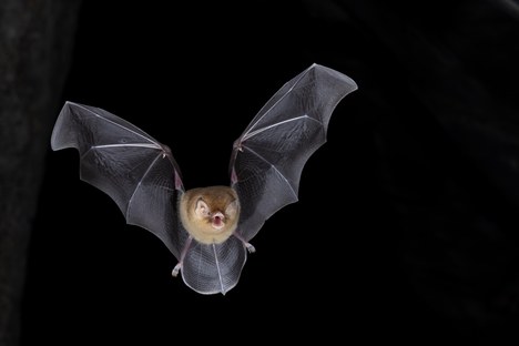 Natalus macrourus (espécie ameaçada no Brasil) - Foto Jennifer Barros.jpg