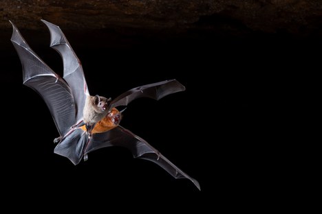 Pteronotus rubiginosus (atrás) e Glossophaga soricina (na frente) - Foto Jennifer Barros.jpg