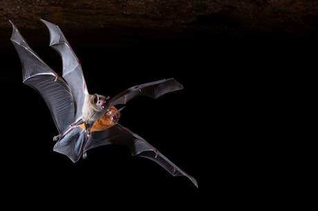 Pteronotus rubiginosus (atrás) e Glossophaga soricina (na frente) - Foto Jennifer Barros.jpg