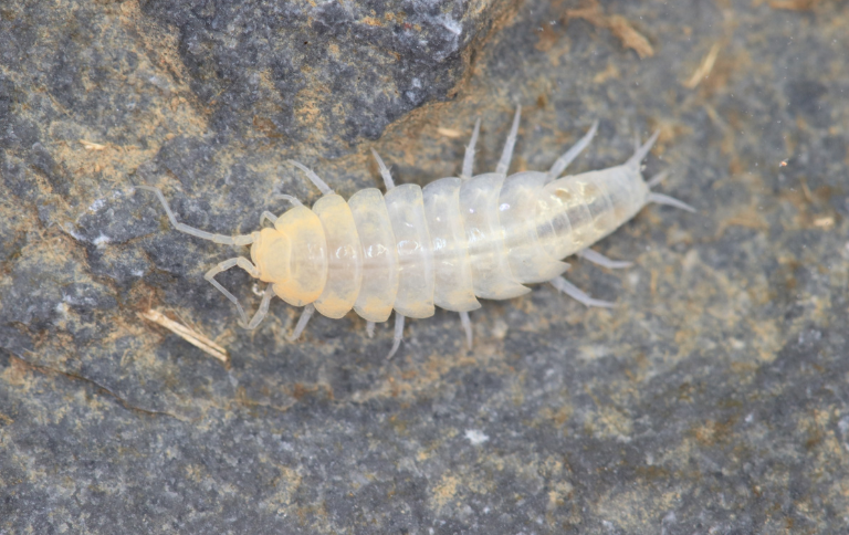 Edital de R$ 1 milhão recebe mais de 20 projetos para revelar espécies subterrâneas