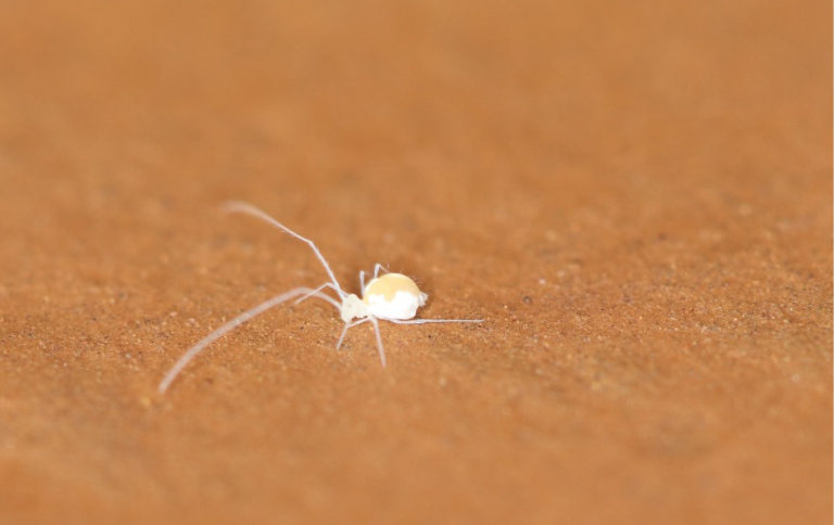 Banner - Site (5).png