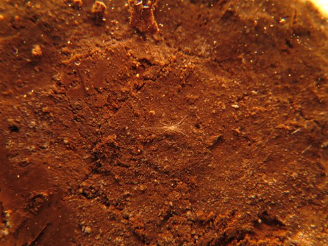 Eukoenenia magna - Rodrigo Lopes Ferreira - UFLA.jpg