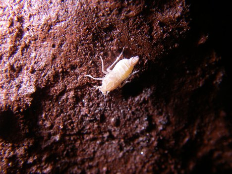 Ferricixius goliathi - Robson Zampaulo.jpg