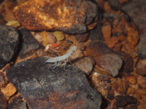 Xangoniscus santinhoi - Lucas Rabelo.jpg