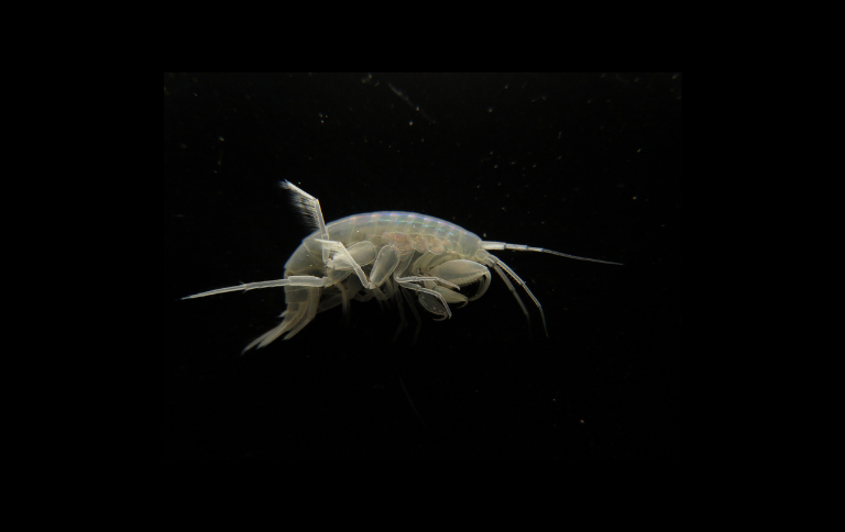 Banner (4).png