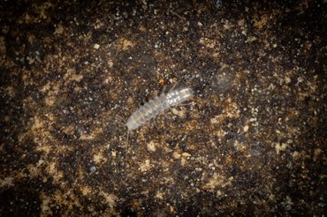 Poicicarcinia jandairensis. Foto: Diego Bento (ICMBio/Cecav)