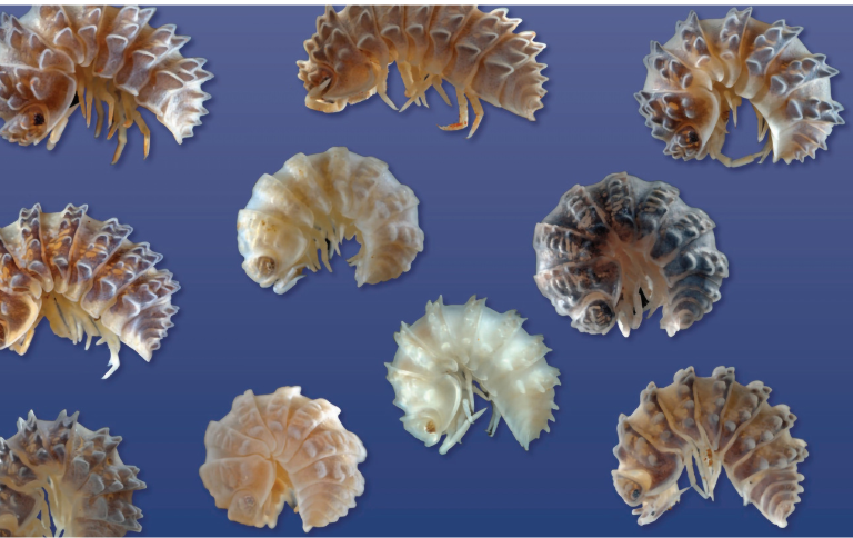 Novas espécies de Ctenorillo (Isopoda). Foto Cardoso et al. 2024