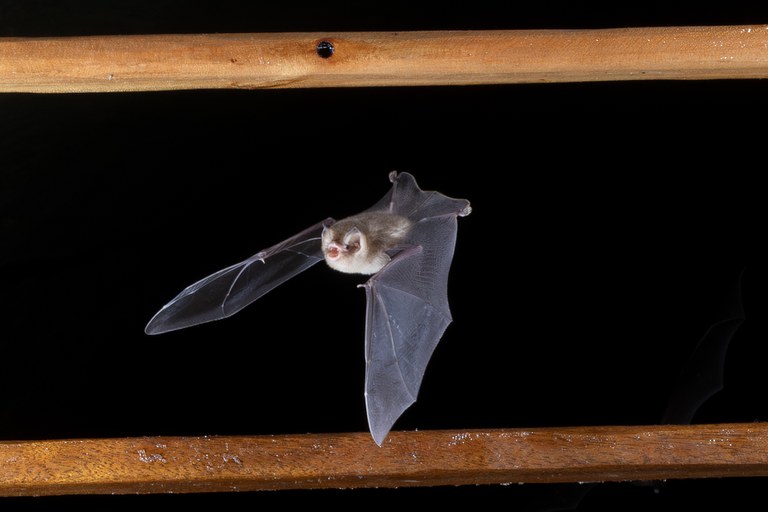 Natalus macrourus - Foto Jennifer Barros (2).jpg