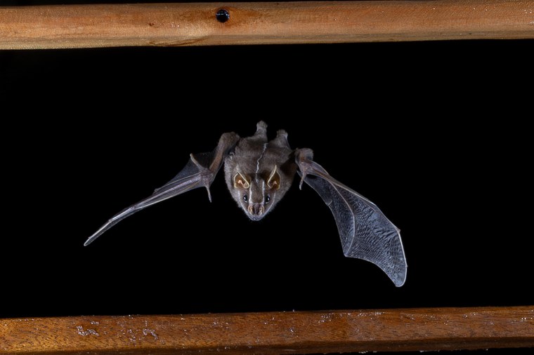 Platyrhrinus Foto Jennifer Barros.jpg