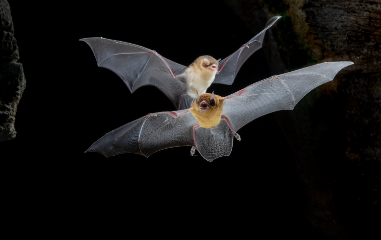 Cavernas com grandes colônias de morcegos foram validadas em Tocantins e Goiás durante ações do PAN Cavernas do Brasil