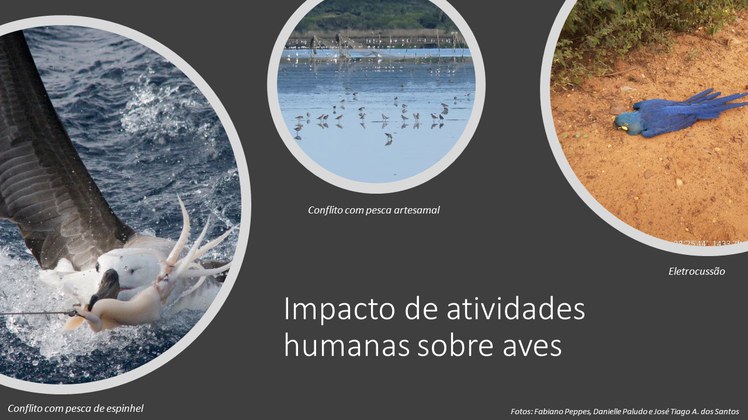 Linha de pesquisa 2 - Impacto de atividades humanas sobre aves