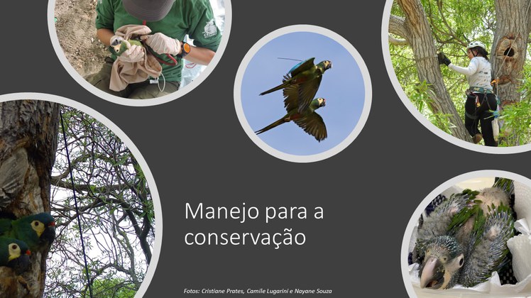 Linha de pesquisa  3 - Manejo para a conservação de espécies ameaçadas