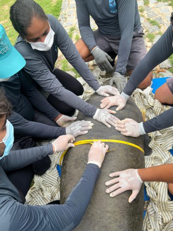 Coleta de amostras de px-boi para acompanhamento da reabilitação - Acervo CMA