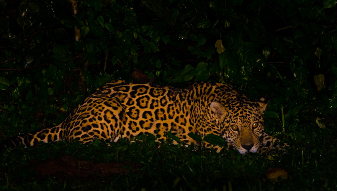 Onça-pintada (Panthera onca)