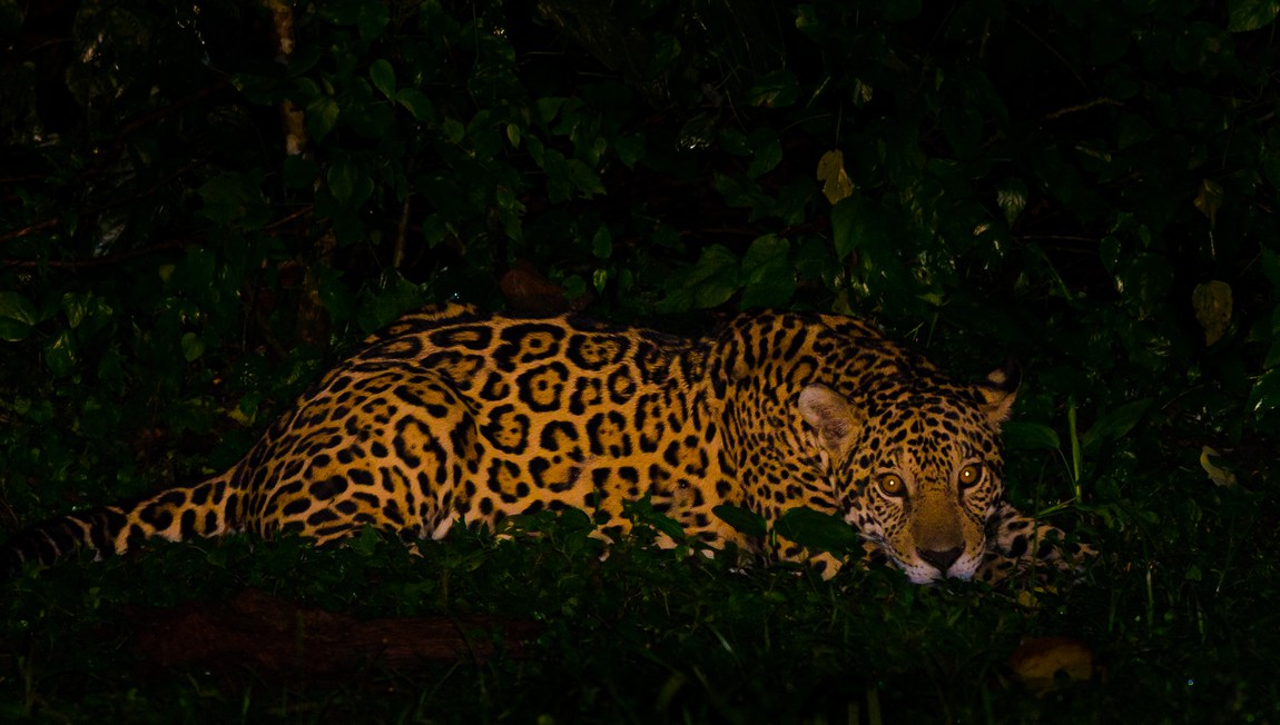 Onça-pintada (Panthera onca)
